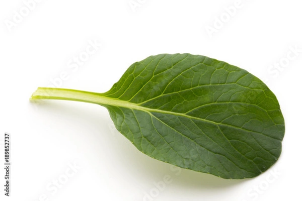 Fototapeta Spinach leaves close up isolated on white.