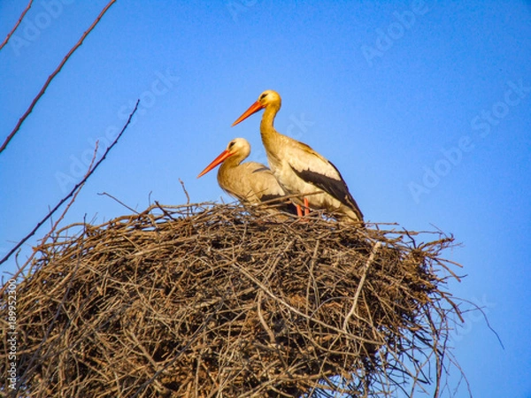 Fototapeta Stork, Rabat, Morocco