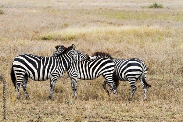 Obraz Zebra species of African equids (horse family) united by their distinctive black and white striped coats in different patterns, unique to each individual in Serengeti, Tanzania