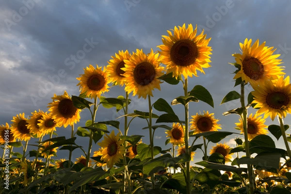 Fototapeta Sunflowers in the sunset