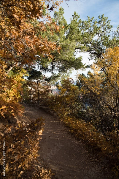 Fototapeta Fall foliage surrounding a walking path at the North Rim of the Grand Canyon. 