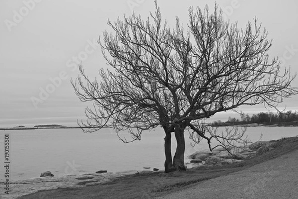 Fototapeta Lonely tree