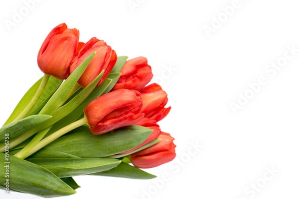 Fototapeta Red tulips isolated white