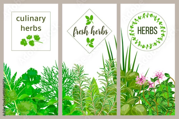 Fototapeta Farm fresh cooking herbs. Set of culinary cards. Greenery, basil, vector icon, Hydroponik