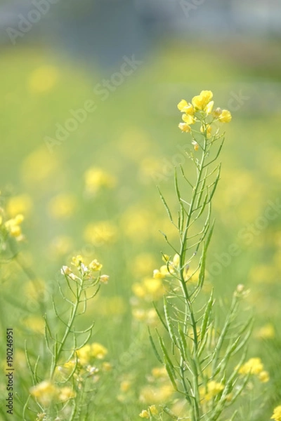 Fototapeta 菜の花