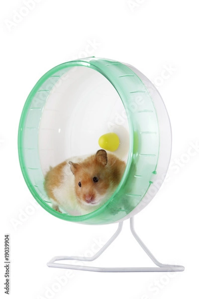 Fototapeta A hamster exercising in an exercise wheel