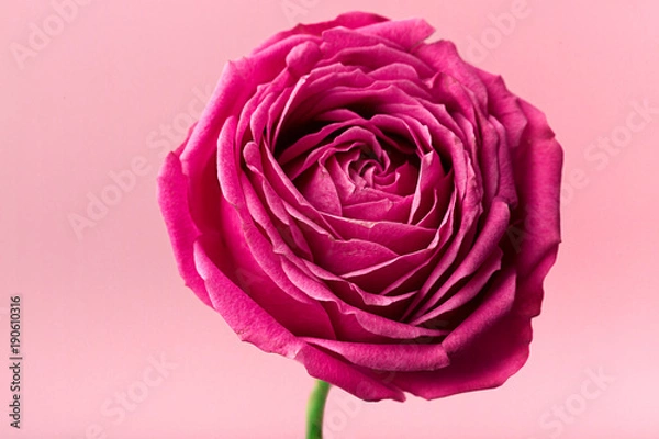 Fototapeta Pion-shaped roses isolated on white background, full in focus. Pink pion-shaped roses. Flowers for St. Valentine's Day and March 8