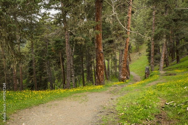 Fototapeta Lovely narrow trail in the forest located in Caucasus, Georgia, Tusheti region. Grass and yellow flowers at the midground, fir-trees with brown trunks on the background.