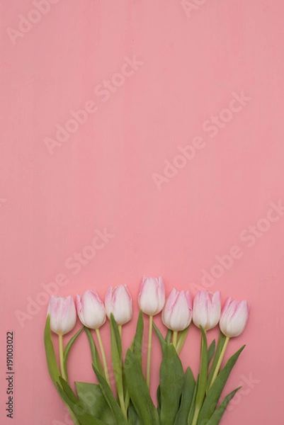 Fototapeta Pink tulips on pink background