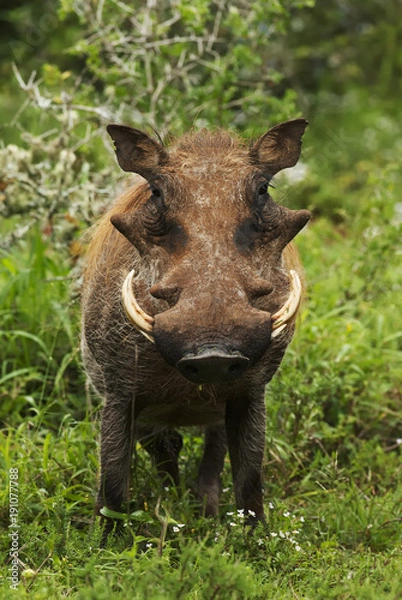 Fototapeta Warthog, Phacochoerus africanus, Addo Elephant Park, South Africa