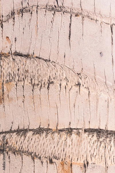 Fototapeta Closeup of a palm trees bark, detailed structure for background purposes