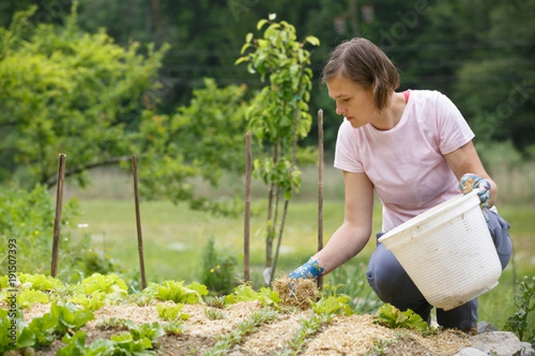 Fototapeta Woman gardener planting salad and mulching it