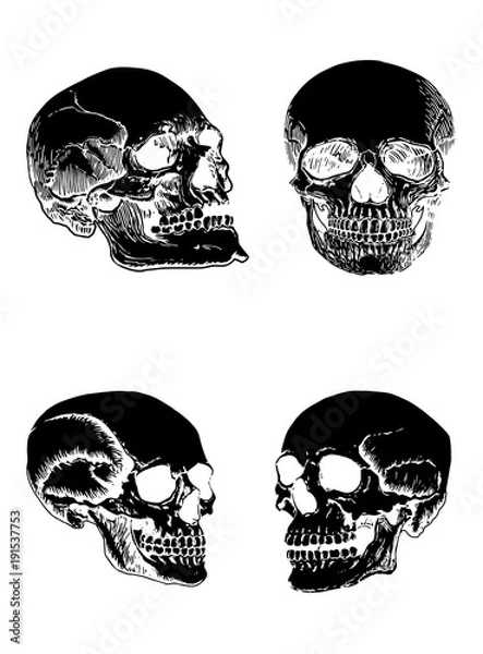 Fototapeta Graphical set of human skulls isolated on white  background,vector illustration for tattoo and printing