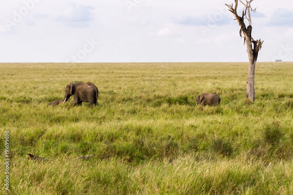 Obraz African elephants (Loxodonta africana) in Serengeti National Park, Tanzania