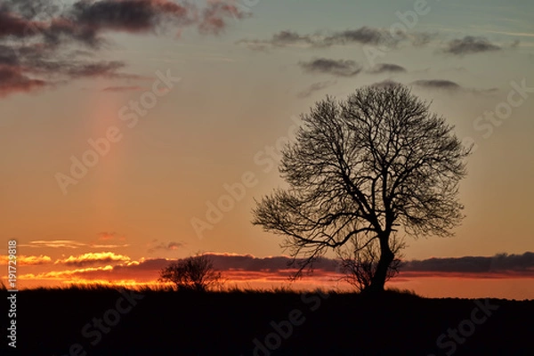 Fototapeta Lonely Tree in the Sunset