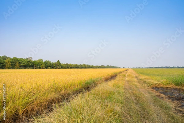 Fototapeta Image of beautiful rice field getting yellow before harvest. 