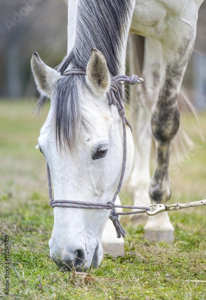 Obraz Portrait of a white horse eating grass