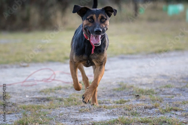 Fototapeta When dogs play 