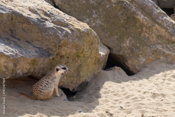 Fototapeta Petit suricate