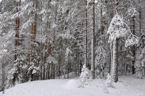 Fototapeta Taiga after snowfall