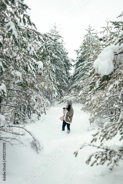 Fototapeta A beautiful girl walks through the snowy winter coniferous forest.