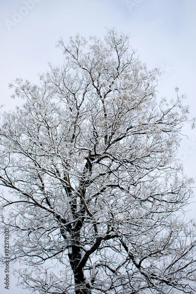 Fototapeta winter trees. Black trees against the sky. Black branches of trees covered with snow. Silhouette of tree, trees. Postcard, wall-paper, decor