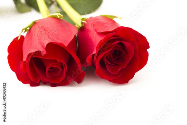 Fototapeta Beautiful Red Roses on a White Background