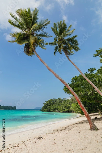 Fototapeta Coconut trees. Port Olry village in N.E.Espiritu Santo island-Sanma province-Vanuatu.