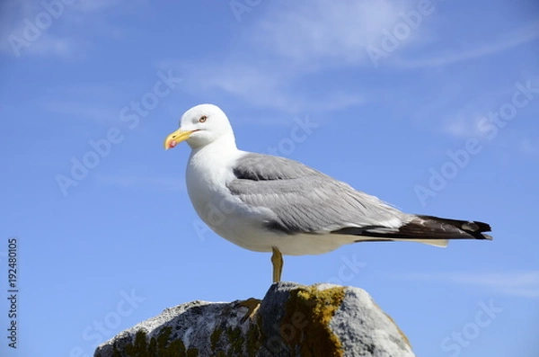 Fototapeta Gaivota