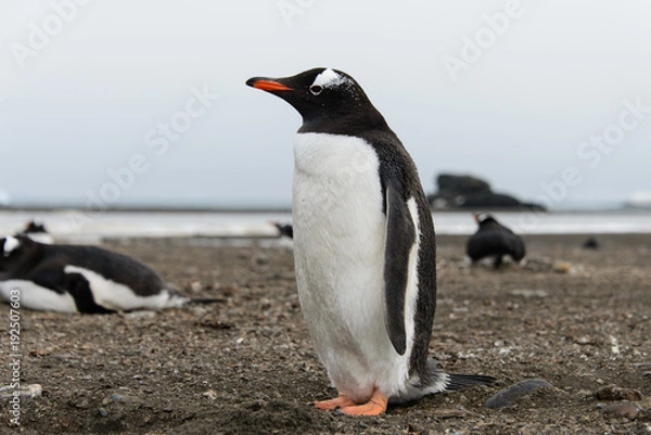 Fototapeta Gentoo penguin on beach