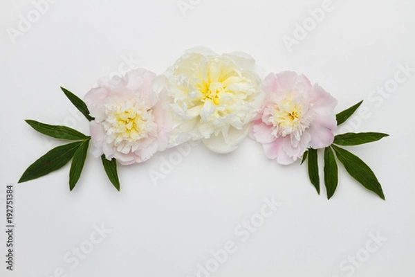 Fototapeta Peonies on a white background. Top view