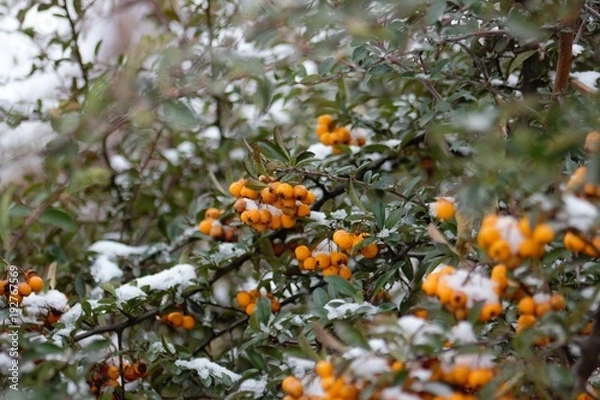 Fototapeta Orange sea-buckthorn berries on a branch in the garden in winter.