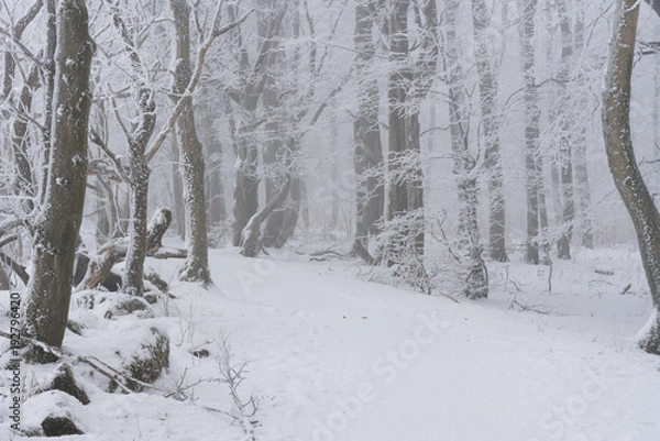 Fototapeta Winterlicher Waldwanderweg