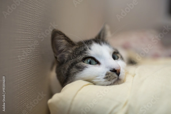 Fototapeta cat resting on a pillow