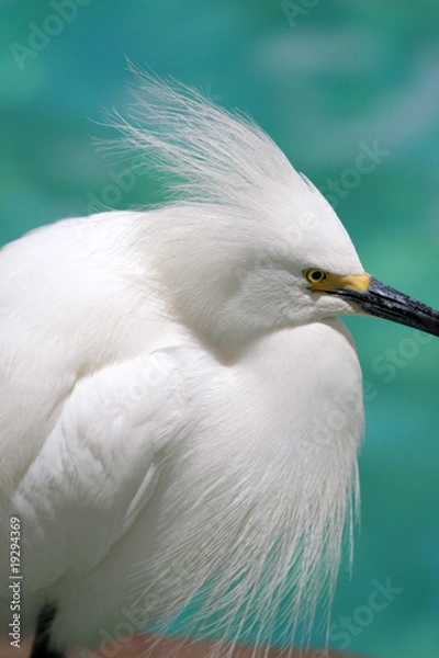 Fototapeta Heron..