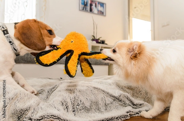 Fototapeta Dogs beagle and spitz klein fight over a yellow octopus toy indoor fun