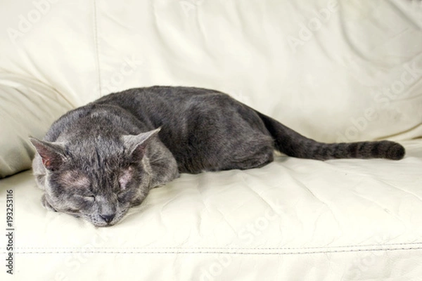 Fototapeta sleeping gray cat on the couch