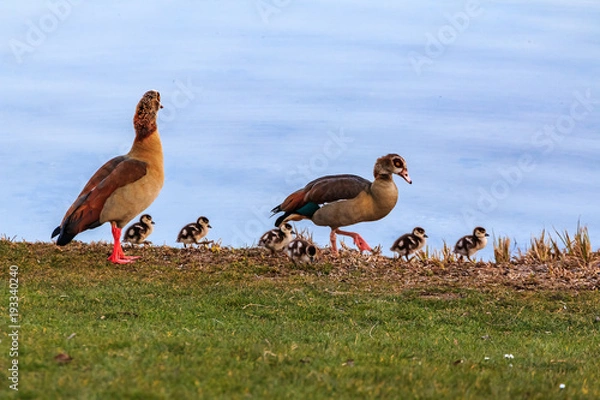 Fototapeta Nilgansfamilie im Gänsemarsch