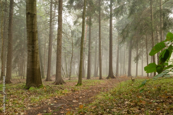 Fototapeta waldweg im nebel