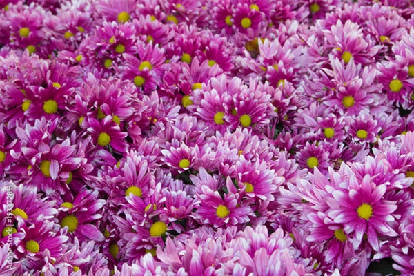 Fototapeta Pink chrysanthemum in the garden. A bouquet of chrysanthemums. Chrysanthemum Flower. and Morning light Is a beautiful flower