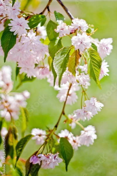 Fototapeta Cherry flowers in bloom