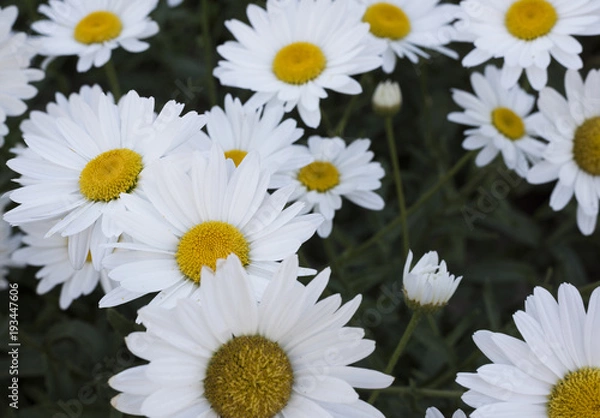 Fototapeta closeup of daisies in a green field of spring grass. Beauty of nature