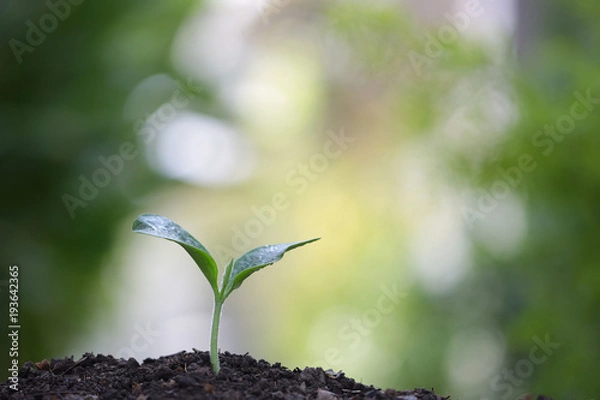 Fototapeta Growing green tree