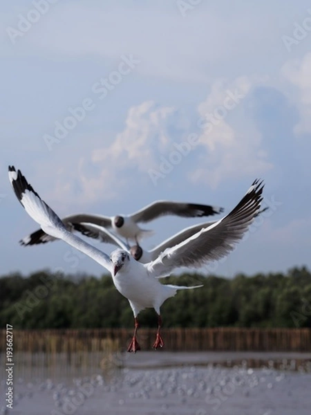 Fototapeta Seagulls in mangrove forest reserve bangpoo Thailand