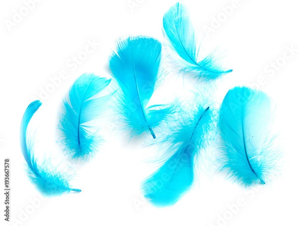 Fototapeta Beautiful blue feather on white background