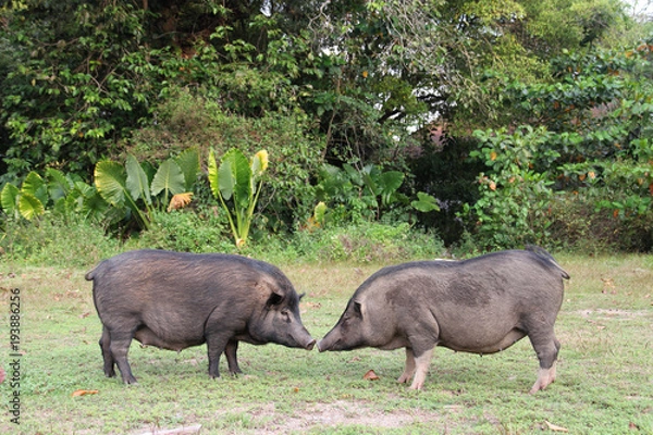 Fototapeta Two wild pigs in the park. Phuket in Thailand.