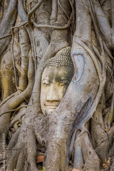 Fototapeta Beautiful head of Buddha under a fig tree in Ayutthaya Province