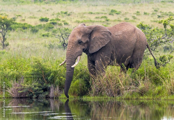 Fototapeta African Elephant Drinking at Waterhole in South Africa