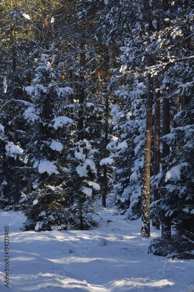 Fototapeta pine trees in winter