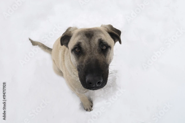 Fototapeta Portrait of a cute little dog